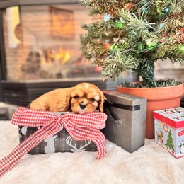 Treat - Ruby female Cavalier King Charles Spaniel puppy in Blanding, Utah from Card’s Cavaliers