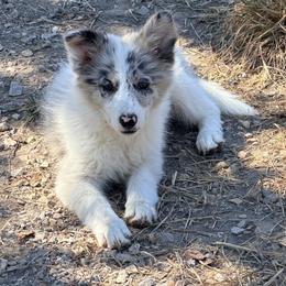 Daisy - White and blue merle female Border Collie puppy in Shell Knob, Missouri from Stoneridge Kennel