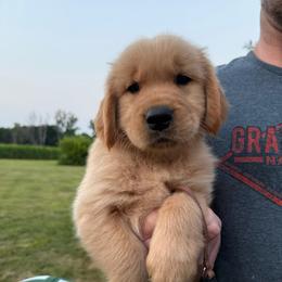 Brown boy - Golden male Golden Retriever puppy in Macy, Indiana from Macy Golden Meadows