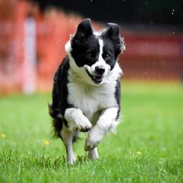 Bo Peep - Border Collie