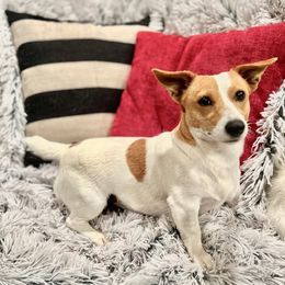 Dally - Russell Terrier