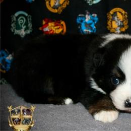 Forrest - Black tri male Miniature Australian Shepherd puppy in El Dorado Springs, Missouri from HP Aussie Kennels