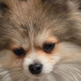 Valentino - Pomeranian