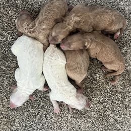 Goldendoodle puppies from Odyssey Pups