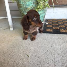 Izzy - Piebald female Dachshund puppy in Aurora, Missouri from Baker Farms