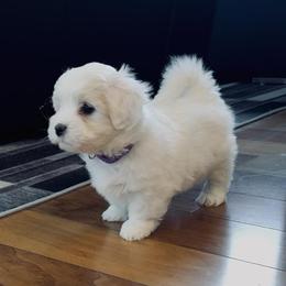 Coton de Tulear puppies from White Arctic Cotons