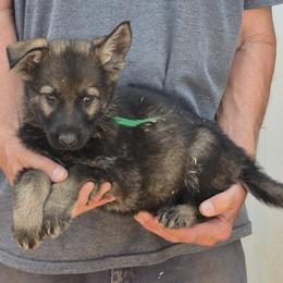 Boy 4 Green - Sable male German Shepherd puppy in Lake George, Colorado from High Country German Shepherds