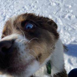 Australian Shepherd Puppies from Mud Path Australian Shepherds