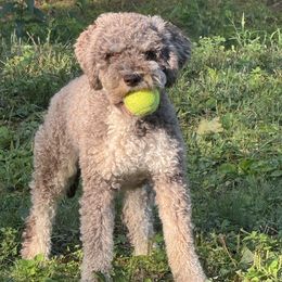 Lagotto Romagnolo puppies from Sherlyn Kennels