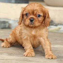 Male 1 - Ruby male Cavalier King Charles Spaniel puppy in Toccoa, Georgia from Ruby and Black Cavaliers