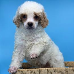 Ham - Parti male Poodle puppy in Greeneville, Tennessee from Smokey Mountain Sheepadoodles
