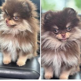 Boy 1 - Black and tan parti Pomeranian puppy in Bixby, Oklahoma from Jazzy Poms