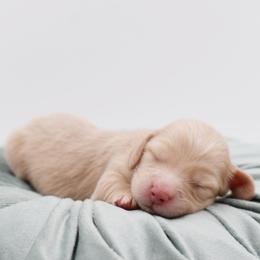 Teal- AKC Import Lines - Cream female Dachshund puppy in Coweta, Oklahoma from Sunnyside Dachshunds