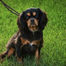 Fiona (FiFi) - Cavalier King Charles Spaniel