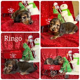 Ringo - Dapple male Dachshund puppy in Tacoma, Washington from SunChime