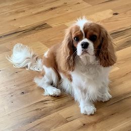 Hartley - Cavalier King Charles Spaniel