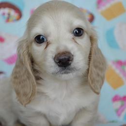 Dachshund Puppies from Dreamheart Dachshunds