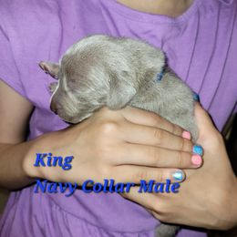 Weimaraner Puppies from Desert Rose Weimaraners