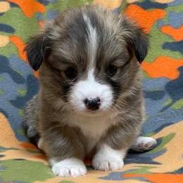 Pembroke Welsh Corgis from Shoemaker’s Corgis