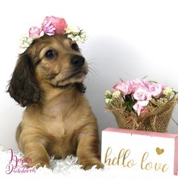 North - Dachshund puppy from Legacy Lane Dachshunds