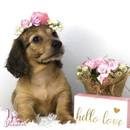 North - Dachshund puppy from Legacy Lane Dachshunds