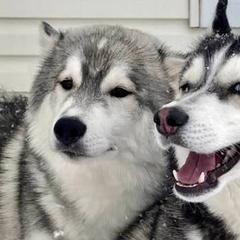 Siberian Huskies from Anna's Siberian Huskies