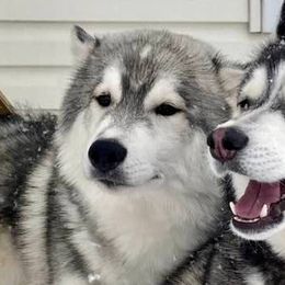 Siberian Huskies from Anna's Siberian Huskies