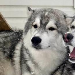 Siberian Huskies from Anna's Siberian Huskies