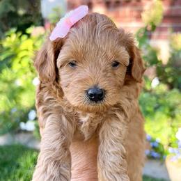 Ginger - Red  female Goldendoodle puppy in Mapleton, Utah from Skyridge Doodles