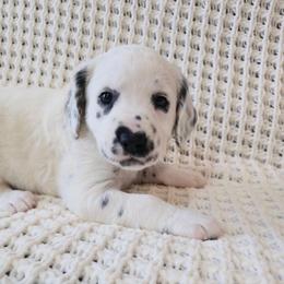 Peach Ring - Long coat - White and black female Dalmatian puppy in Jefferson, Georgia from Spotted Jewels Dalmatians