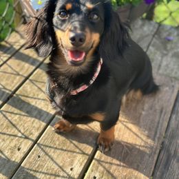 London - Dachshund
