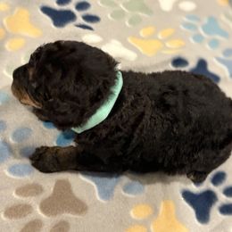 Goldendoodle and Poodle Puppies from Southern Stroll Poodles & Doodles