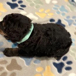 Goldendoodle and Poodle Puppies from Southern Stroll Poodles & Doodles