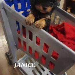 Janice - Black and tan female Cavapoo puppy in Wentworth, Missouri from Newton County Cavaliers & Cavapoos LLC