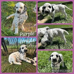 Girl 4 - female Dalmatian puppy in Houston, Texas from Dogs R Us
