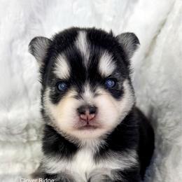 Concord - Black and white male Pomsky puppy in Sheffield, Iowa from Clover Ridge Pomskies
