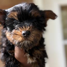 Rottweilers and Yorkshire Terriers from Amazing Companions Kennel