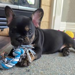 Don - Brindle male French Bulldog puppy in Windsor, Colorado from NOCO French Bulldogs