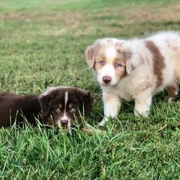 Australian Shepherds, Dachshunds, and Miniature Australian Shepherds from Outlaw Aussies & Doxies