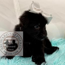 German Shepherd Puppies from Vom Broward Haus