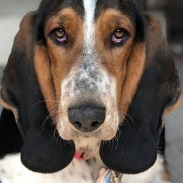 Basset Hounds from Bailey’s Bassets