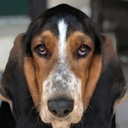 Basset Hounds from Bailey’s Bassets