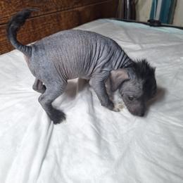 Female 1 With Hair - Black female Xoloitzcuintli puppy in Shelton, Washington from Goodhart's Xoloitzcuintli's