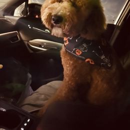 Goldendoodle Puppies from Labradoodleday