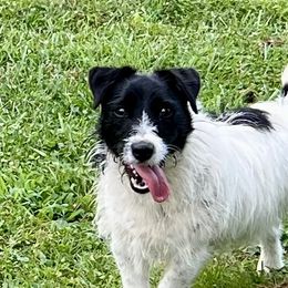 Dolly - Russell Terrier