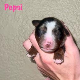 Pepsi - Blue merle female Miniature Australian Shepherd puppy in Lincoln, California from Country Dreams Mini Aussies