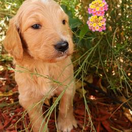 Milo - Cream male Goldendoodle puppy in Apache Junction, Arizona from Loving Doodle