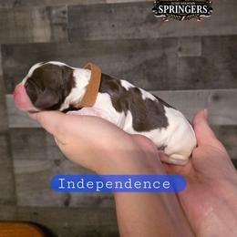 Independence - Liver white and roan male English Springer Spaniel puppy in Ocoee, Tennessee from Ocoee Mountain Springers
