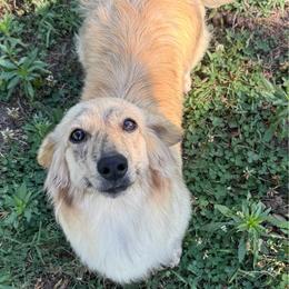 Eska - Dachshund