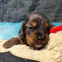Nestle Boy 3 - Dapple male Dachshund puppy in Bigfork, Minnesota from Dachshunds Up North